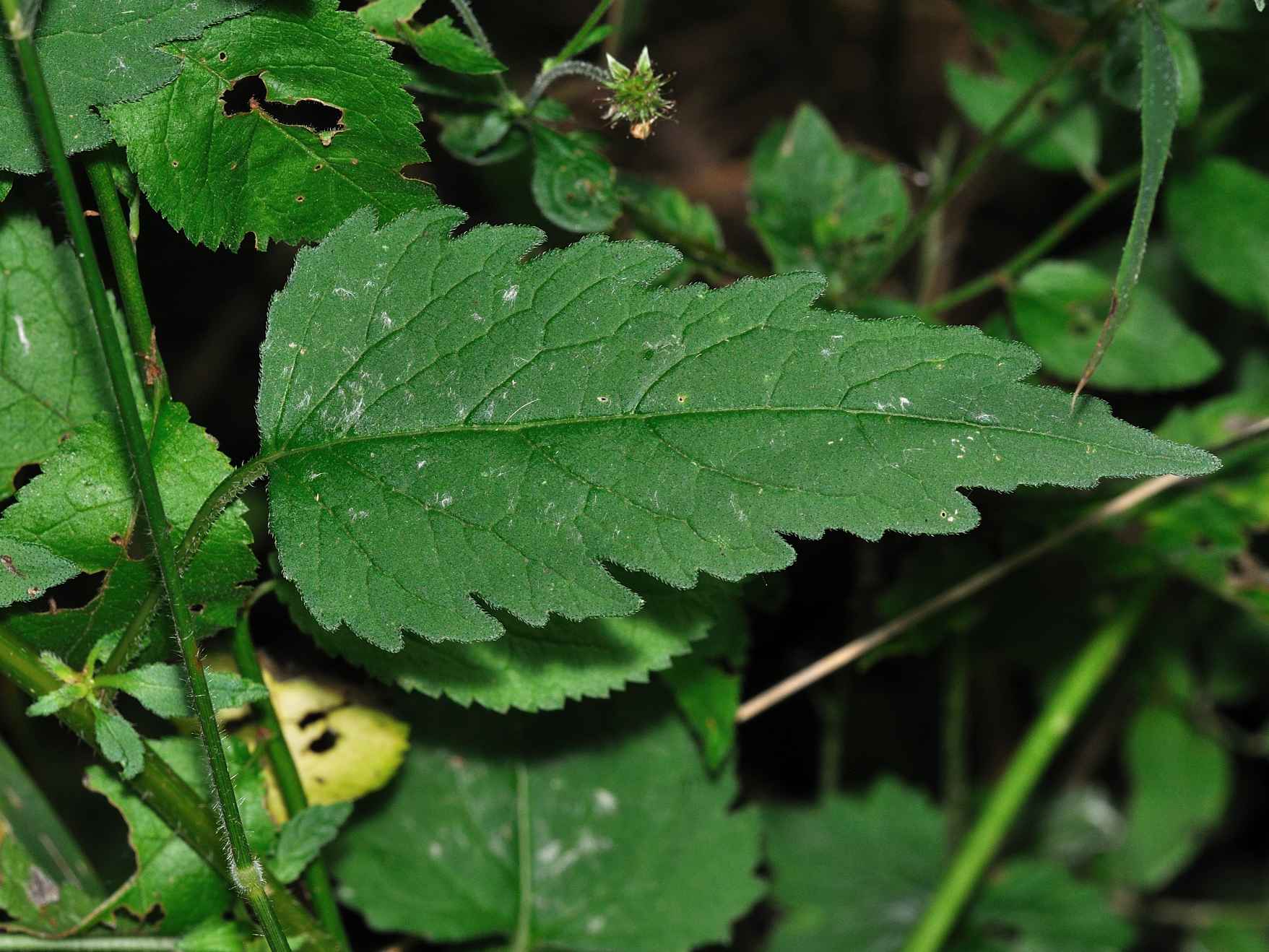 Campanula trachelium / Campanula selvatica